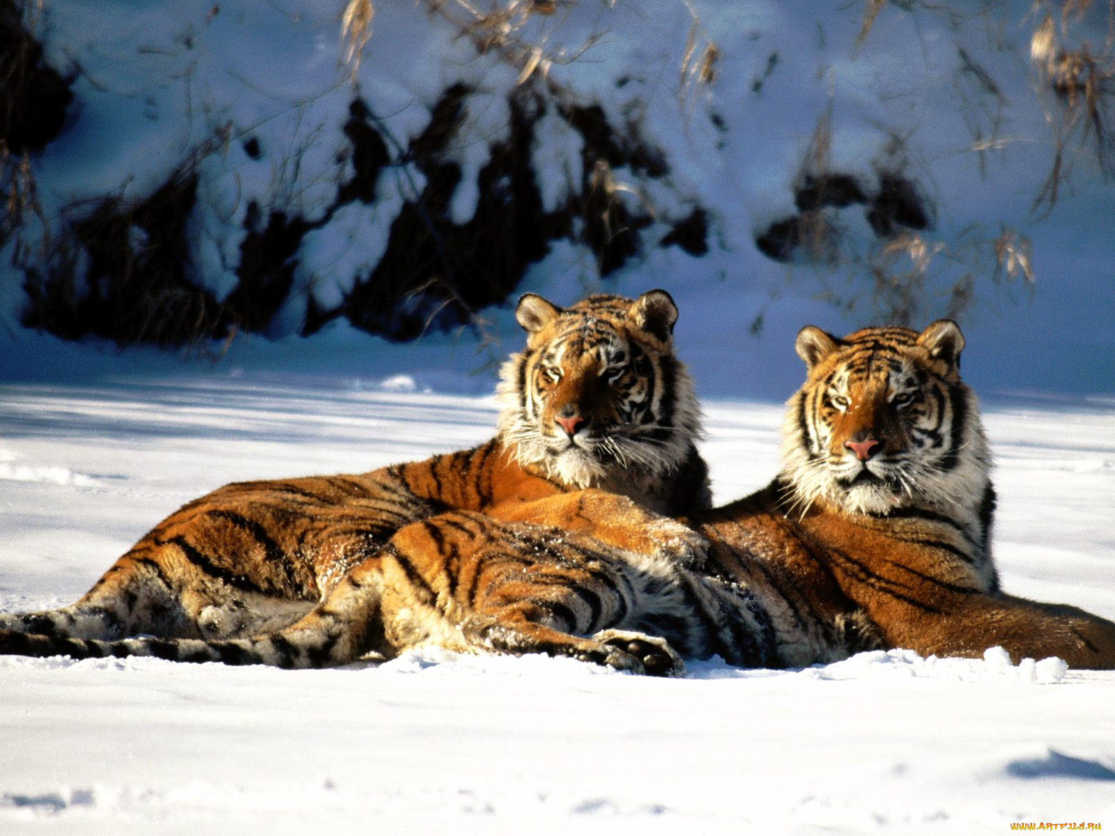 lounging, siberian, tiger, pair, , 